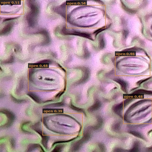Microscopy, real detections from a 40-label VisorVolt model